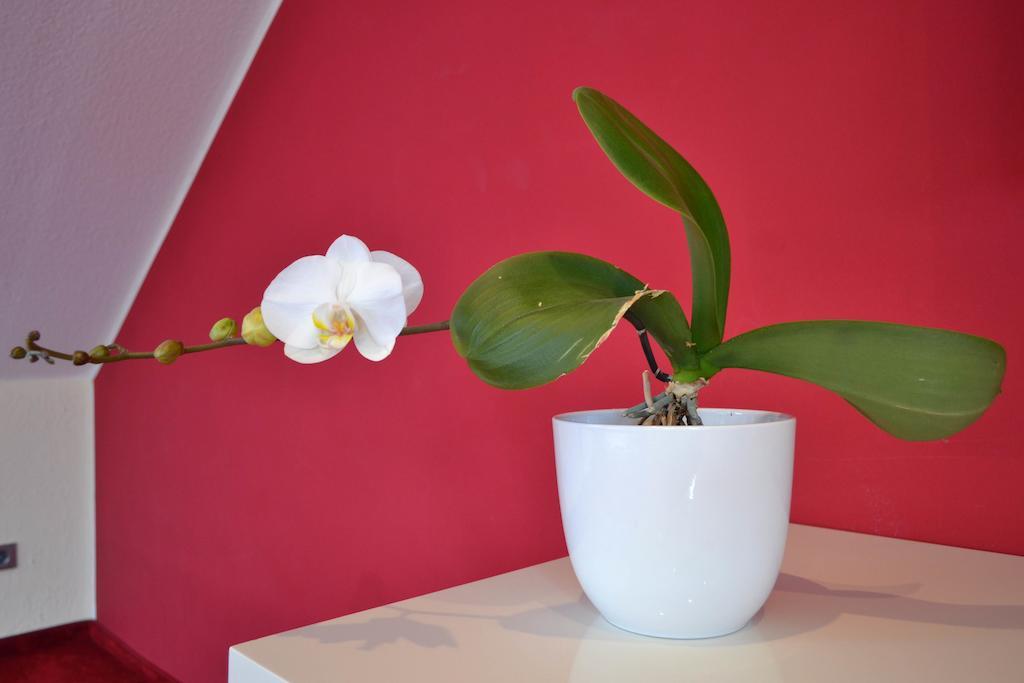 Loft Apartments Pulheim Ruang foto